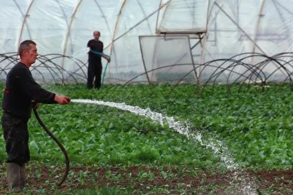 什么是反季节大棚蔬菜，是指春季提前生产的蔬菜