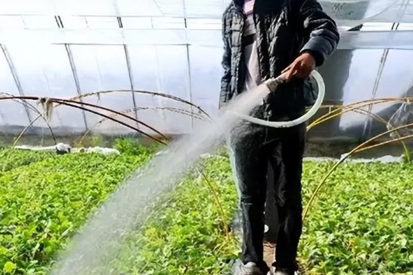 什么是反季节大棚蔬菜，是指春季提前生产的蔬菜