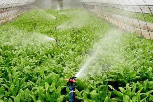 什么是反季节大棚蔬菜，是指春季提前生产的蔬菜