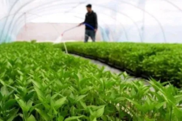 什么是反季节大棚蔬菜，是指春季提前生产的蔬菜