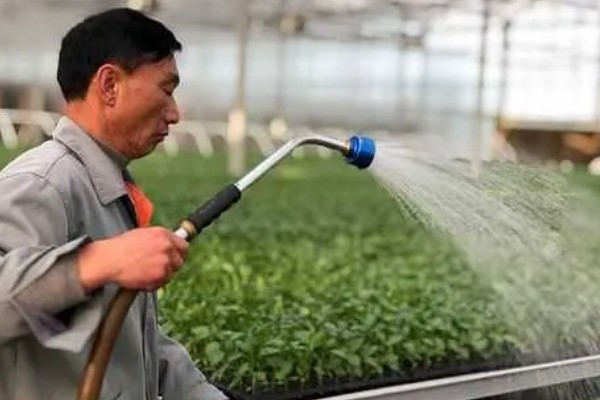 什么是反季节大棚蔬菜，是指春季提前生产的蔬菜