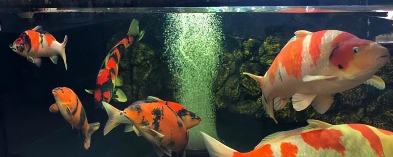 锦鲤胡须断了还会长吗，大多会重新长出来