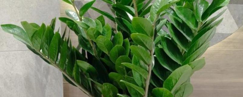 金钱树秋季浇水间隔，每隔3-5天浇一次