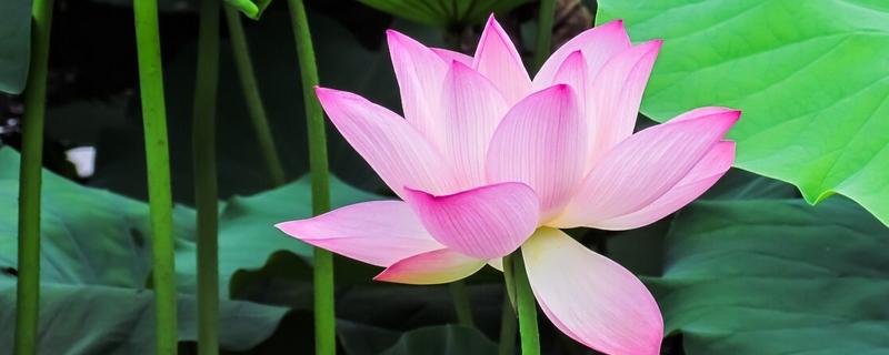 荷花与莲花有哪些区别，属于同一种植物