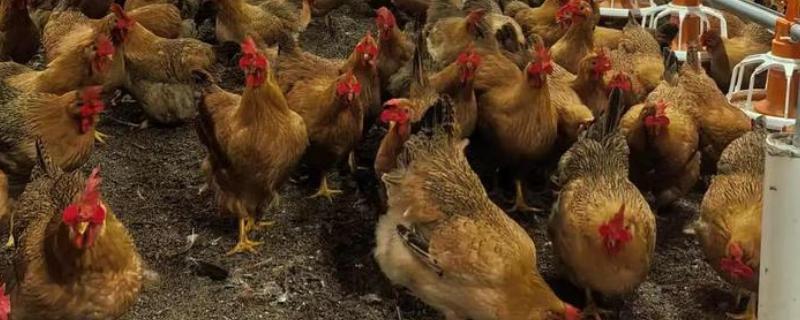 养殖三黄鸡的前景，市场需求大前景广阔