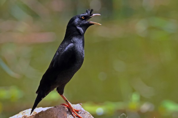 八哥会说话吗，八哥是会说话的