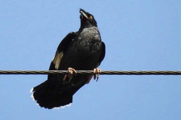 八哥会说话吗，八哥是会说话的