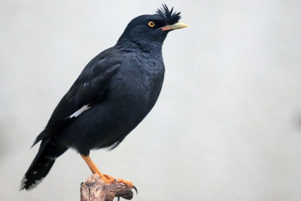 八哥会说话吗，八哥是会说话的