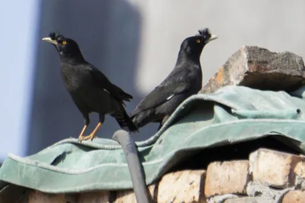 八哥会说话吗，八哥是会说话的