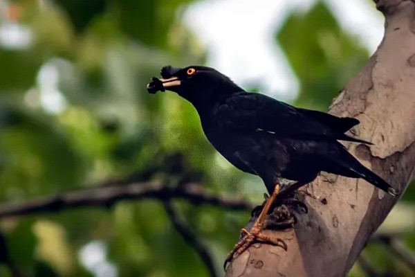 八哥会说话吗，八哥是会说话的