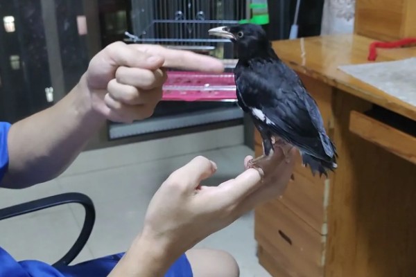 八哥会说话吗，八哥是会说话的