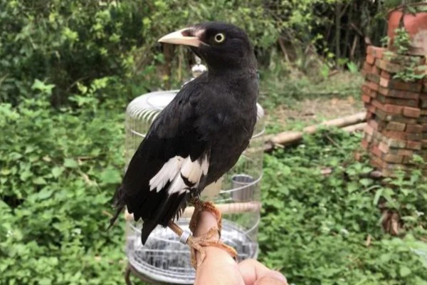 八哥会说话吗，八哥是会说话的