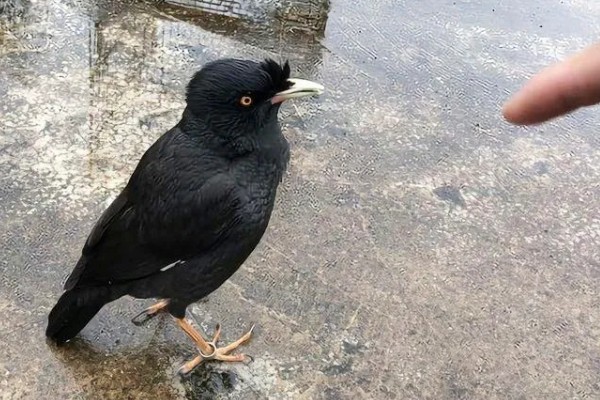 八哥会说话吗，八哥是会说话的