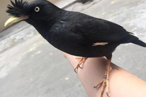 八哥会说话吗，八哥是会说话的