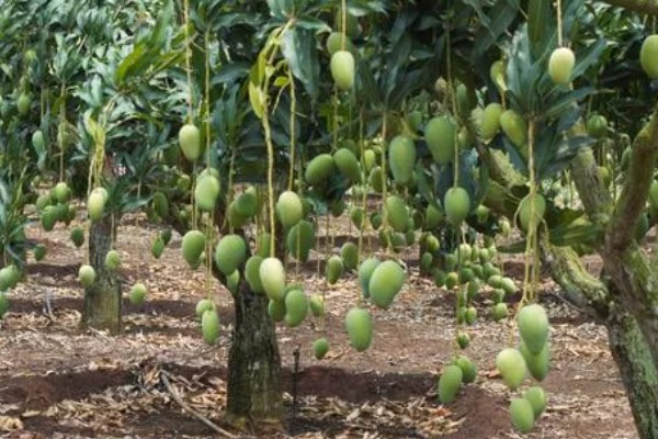 芒果树的种植要点，春秋季节每周浇水2-3次