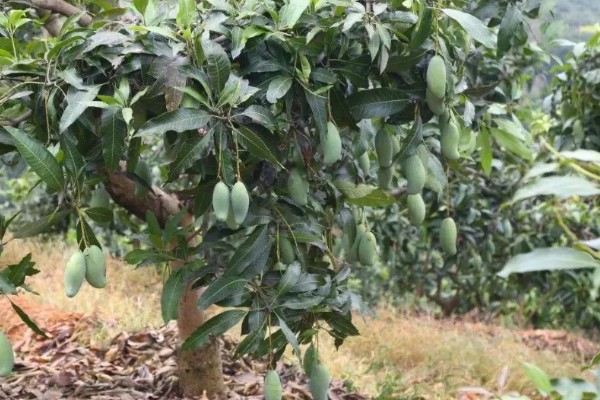 芒果树的种植要点，春秋季节每周浇水2-3次