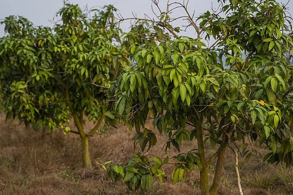 芒果树的种植要点，春秋季节每周浇水2-3次