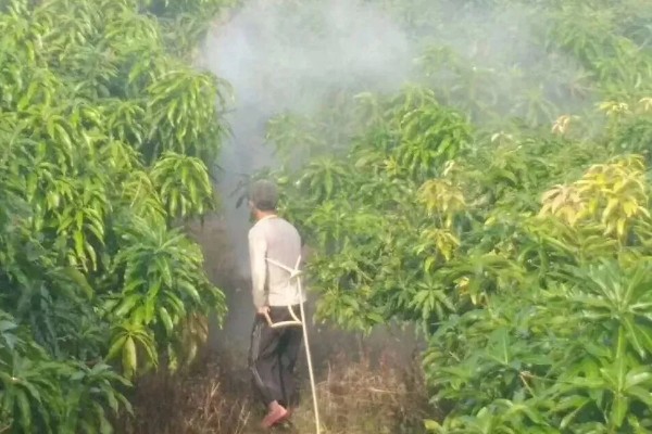 芒果树的种植要点，春秋季节每周浇水2-3次