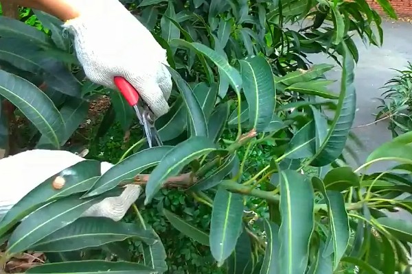 芒果树的种植要点，春秋季节每周浇水2-3次