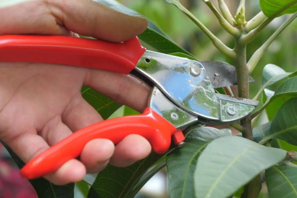 芒果树的种植要点，春秋季节每周浇水2-3次