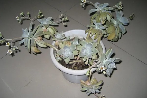 宝石花的浇水方法，要遵循不干不浇、浇则浇透的原则