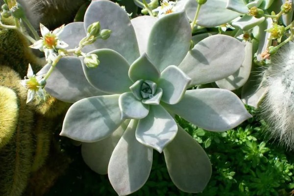 宝石花的浇水方法，要遵循不干不浇、浇则浇透的原则