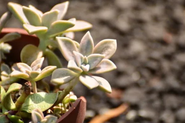 宝石花的浇水方法，要遵循不干不浇、浇则浇透的原则