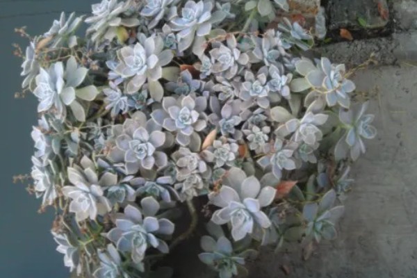 宝石花的浇水方法，要遵循不干不浇、浇则浇透的原则