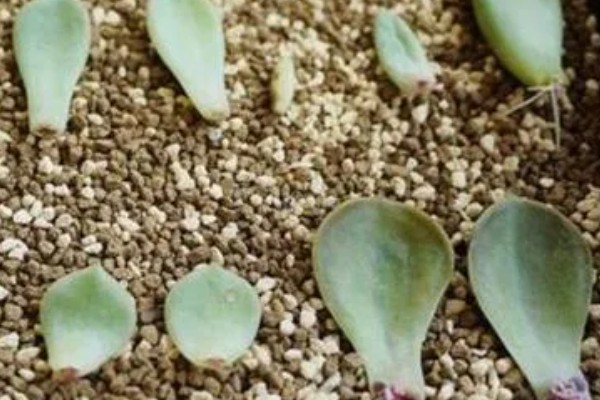 宝石花的浇水方法，要遵循不干不浇、浇则浇透的原则