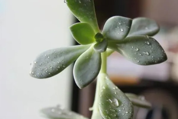 宝石花的浇水方法，要遵循不干不浇、浇则浇透的原则