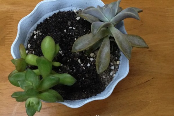 宝石花的浇水方法，要遵循不干不浇、浇则浇透的原则