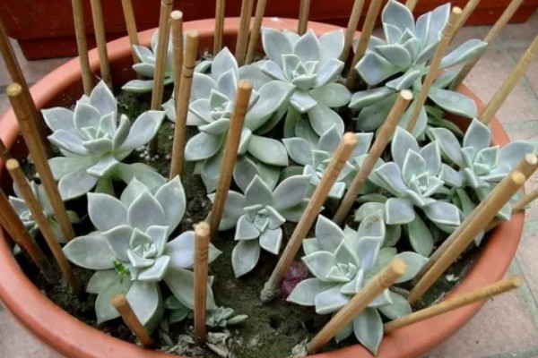 宝石花的浇水方法，要遵循不干不浇、浇则浇透的原则