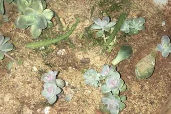 宝石花的浇水方法，要遵循不干不浇、浇则浇透的原则