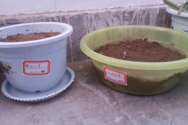 宝石花的浇水方法，要遵循不干不浇、浇则浇透的原则