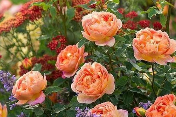 地栽欧月冬季如何养护，每天让它接受7-9小时的光照