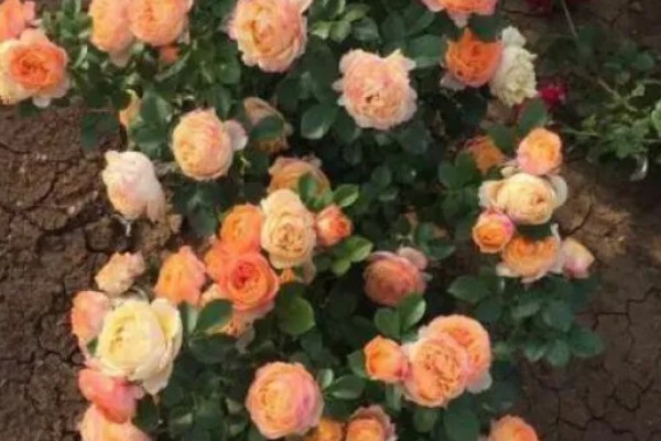 地栽欧月冬季如何养护，每天让它接受7-9小时的光照