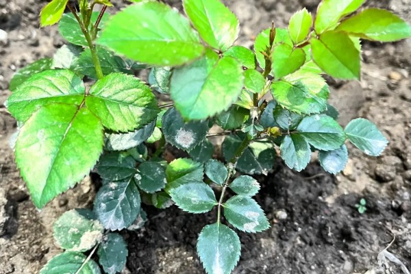 地栽欧月冬季如何养护，每天让它接受7-9小时的光照