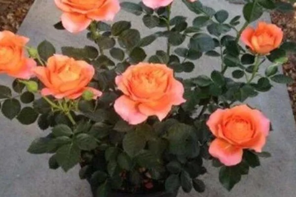 地栽欧月冬季如何养护，每天让它接受7-9小时的光照