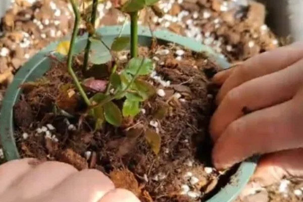 地栽欧月冬季如何养护，每天让它接受7-9小时的光照