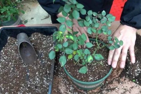 地栽欧月冬季如何养护，每天让它接受7-9小时的光照