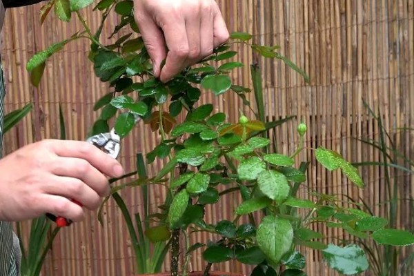 地栽欧月冬季如何养护，每天让它接受7-9小时的光照