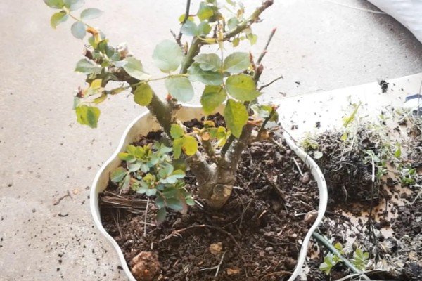 地栽欧月冬季如何养护，每天让它接受7-9小时的光照