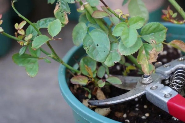 地栽欧月冬季如何养护，每天让它接受7-9小时的光照