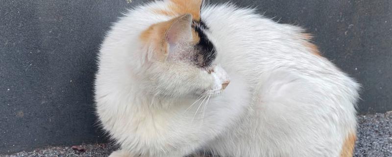 猫为什么流鼻涕，主要是感冒所致