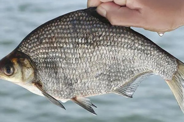 武昌鱼的价格，零售价为10-15元一斤