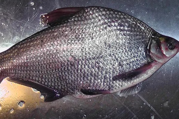 武昌鱼的价格，零售价为10-15元一斤