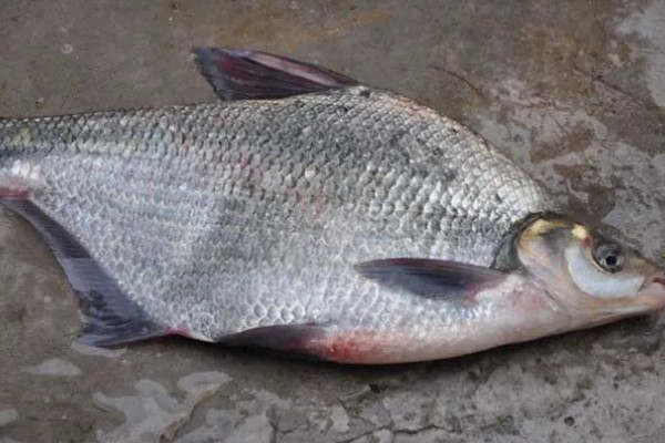 武昌鱼的价格，零售价为10-15元一斤