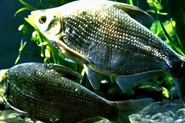 武昌鱼的价格，零售价为10-15元一斤