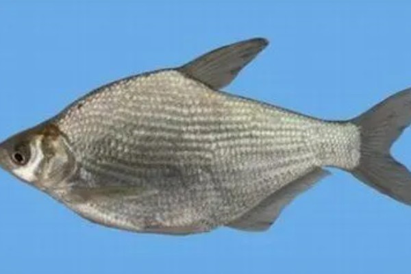 武昌鱼的价格，零售价为10-15元一斤