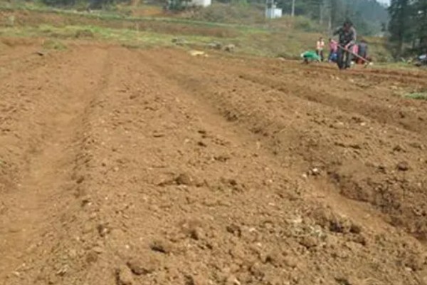 柴胡怎么种植，移栽株距为7-10厘米